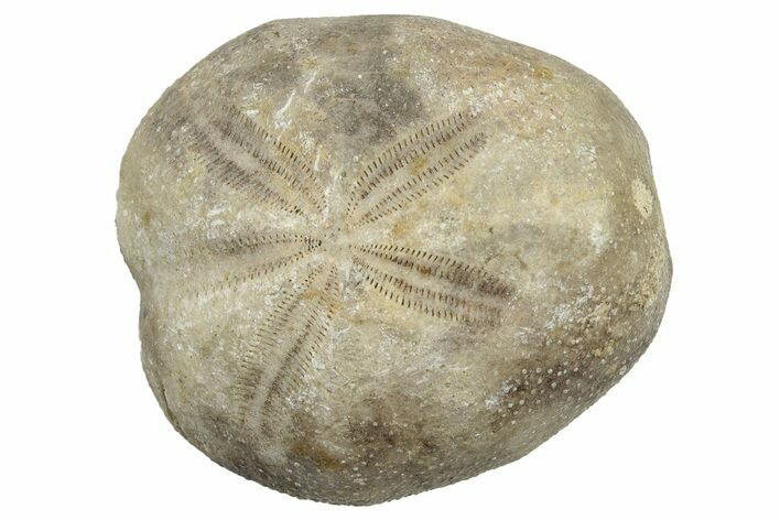 Cretaceous Sea Urchin (Palhemiaster) Fossil - Texas #300615